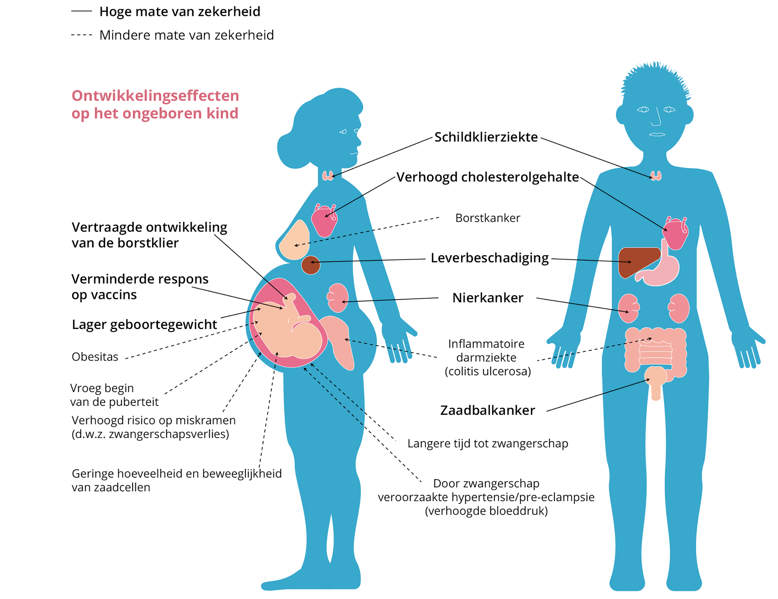 Impact van PFAS op de gezondheid van volwassenen en ongeboren baby's